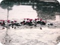 聖池の水面に浮かぶスイレン